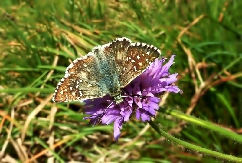 Pyrgus da identificare 3 -  Pyrgus cfr. picenus